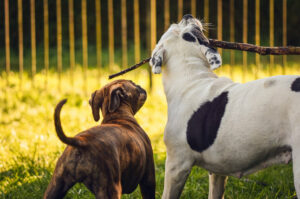 trained dogs