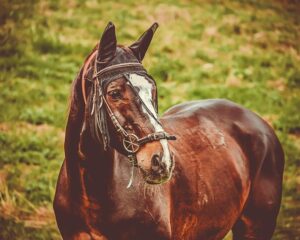 horse