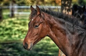 Reasons to Be Careful When Handling Mature Horses